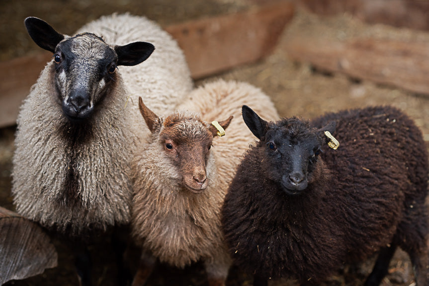 Come, Meet the Flock